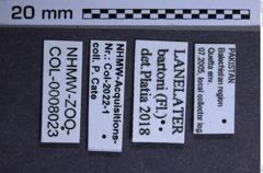 Etiketten zu Lanelater bartoni (NHMW-ZOO-COL-0008023)